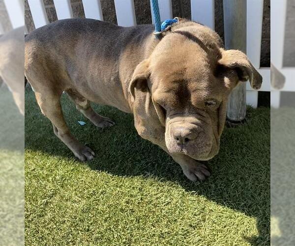 Medium Photo #1 Bulldog-Unknown Mix Puppy For Sale in Modesto, CA, USA
