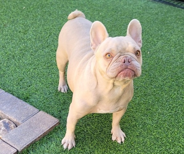 Medium Photo #6 French Bulldog Puppy For Sale in LAS VEGAS, NV, USA