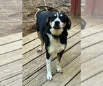 Small #2 Feist Terrier Mix
