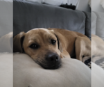 Small #3 Mutt