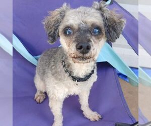 Poodle (Miniature) Dogs for adoption in Spring Lake, NC, USA