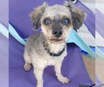 Small Poodle (Miniature)