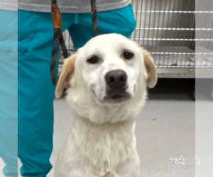 Labrador Retriever-Retriever  Mix Dogs for adoption in Washington, DC, USA