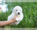 Small Photo #9 Maremma Sheepdog Puppy For Sale in CONWAY, MO, USA