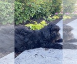 Small #4 Lhasa-Poo