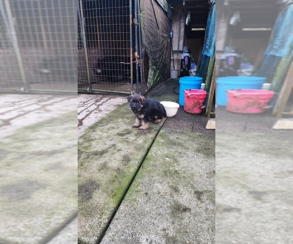 Medium Photo #8 German Shepherd Dog Puppy For Sale in LAKE STEVENS, WA, USA