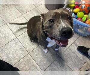 American Staffordshire Terrier-Unknown Mix Dogs for adoption in Grand Prairie, TX, USA