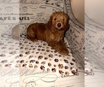 Small Poodle (Standard)