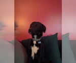 Small Photo #2 Boxer-German Shepherd Dog Mix Puppy For Sale in Aurora, IN, USA