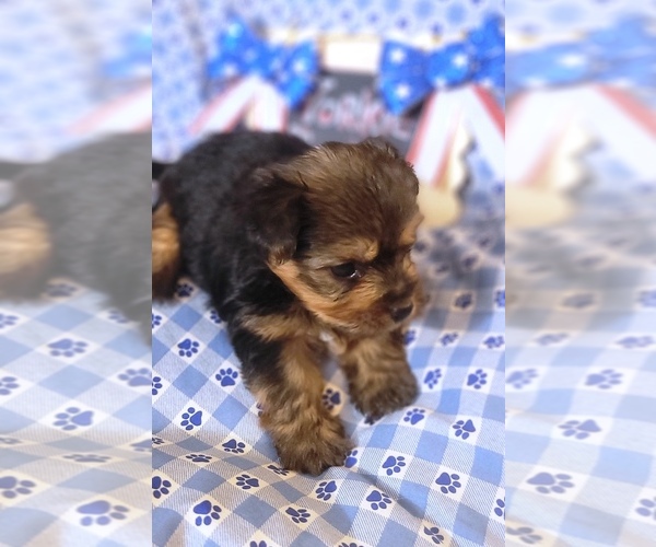 Medium Photo #144 Yorkshire Terrier Puppy For Sale in AKRON, OH, USA