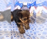 Small #4 Yorkshire Terrier