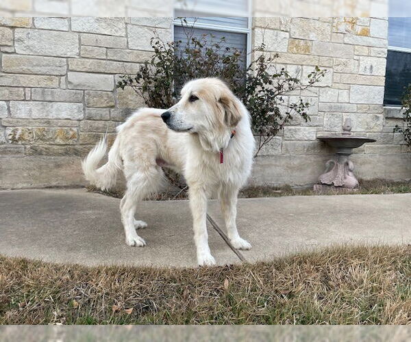 Medium Photo #5 Great Pyrenees Puppy For Sale in Spring, TX, USA