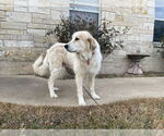 Small #4 Great Pyrenees