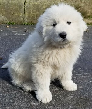Medium Photo #1 Great Pyrenees Puppy For Sale in KNOXVILLE, TN, USA