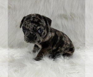 French Bulldog Puppy for sale in NEWNAN, GA, USA