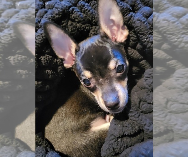 Medium Photo #2 Chihuahua Puppy For Sale in SEAFORD, NY, USA
