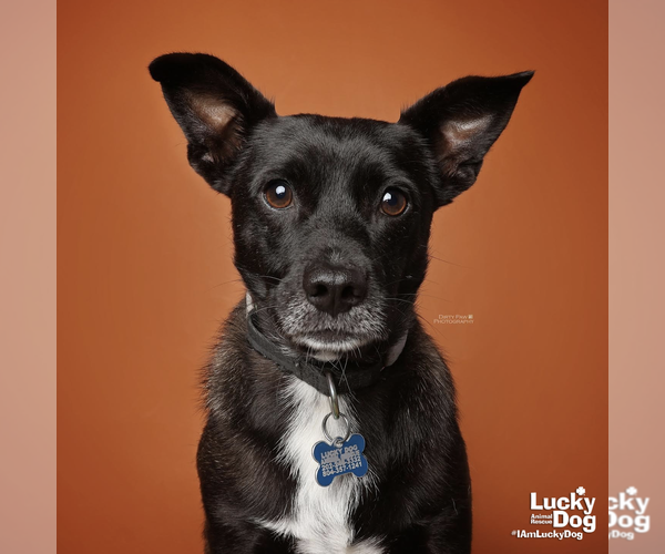 Medium Photo #16 Chihuahua Puppy For Sale in Washington, DC, USA