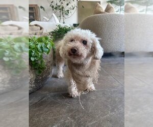 Maltese Dogs for adoption in W Hollywood, CA, USA
