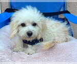 Small #4 Poodle (Miniature) Mix