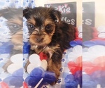 Small #5 Yorkshire Terrier