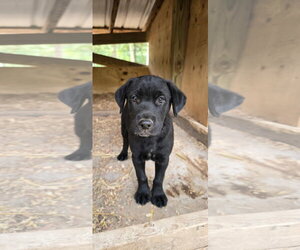 Labrador Retriever-Unknown Mix Dogs for adoption in Kannapolis, NC, USA