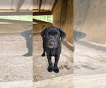 Small Labrador Retriever Mix