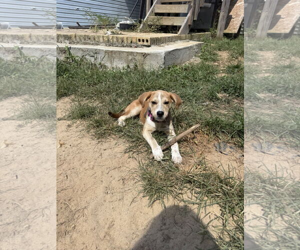 Medium Photo #8 Labrador Retriever-Unknown Mix Puppy For Sale in Holly Springs, NC, USA
