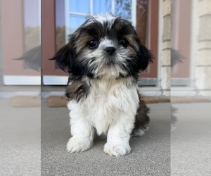 Shih Tzu Puppy for sale in INDIANAPOLIS, IN, USA