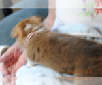 Small #2 Pembroke Welsh Corgi