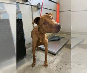 Unknown-Vizsla Mix Dogs for adoption in Camarillo, CA, USA