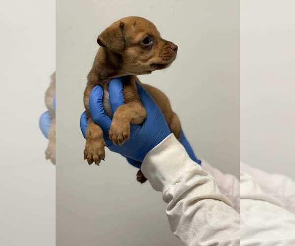 Medium Photo #2 Mutt Puppy For Sale in New York, NY, USA