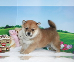 Small Photo #7 Shiba Inu Puppy For Sale in SAN FRANCISCO, CA, USA