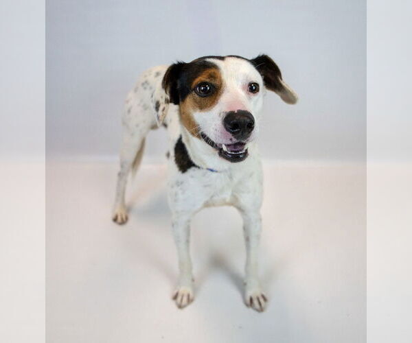 Medium Photo #4 Mutt Puppy For Sale in Kennesaw, GA, USA