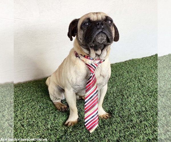 Medium Photo #3 Pug-Unknown Mix Puppy For Sale in San Diego, CA, USA