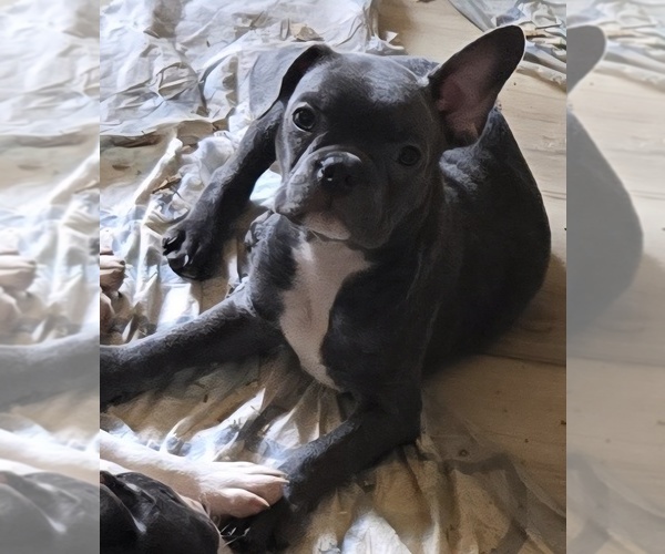 Medium Photo #4 Faux Frenchbo Bulldog Puppy For Sale in TRAVERSE CITY, MI, USA