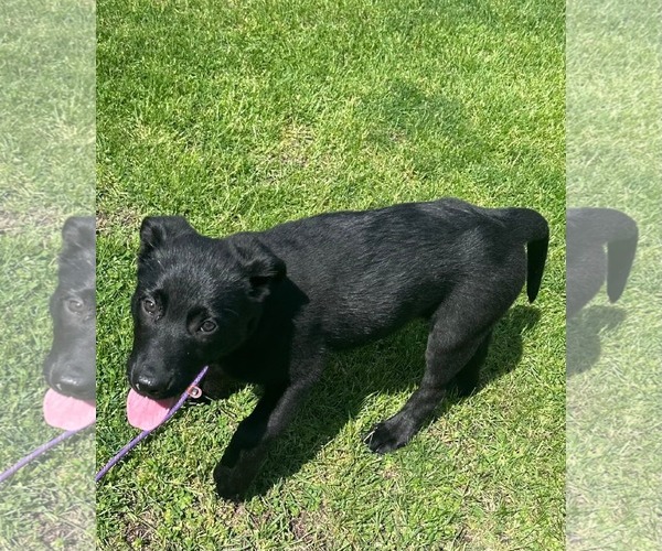 Medium Photo #2 Labrador Retriever-Unknown Mix Puppy For Sale in Marine City, MI, USA