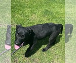 Small #1 Labrador Retriever Mix