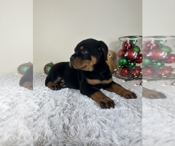Medium Photo #3 Rottweiler Puppy For Sale in GREENFIELD, IN, USA