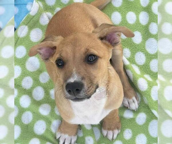Medium Photo #5 Chihuahua-Unknown Mix Puppy For Sale in San Diego, CA, USA