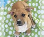 Small #4 Chihuahua Mix