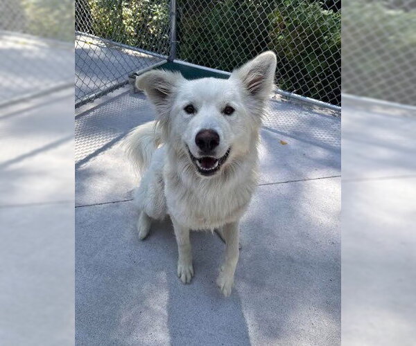 Medium Photo #1 German Shepherd Dog-Great Pyrenees Mix Puppy For Sale in Muskegon, MI, USA