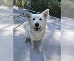 Small German Shepherd Dog-Great Pyrenees Mix