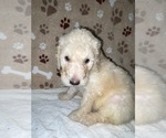 Small Photo #13 Poodle (Standard) Puppy For Sale in RALEIGH, NC, USA