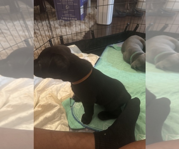 Medium Photo #10 Cane Corso-German Shepherd Dog Mix Puppy For Sale in SPRING, TX, USA