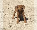 Small Photo #141 Rhodesian Ridgeback Puppy For Sale in MORONGO VALLEY, CA, USA