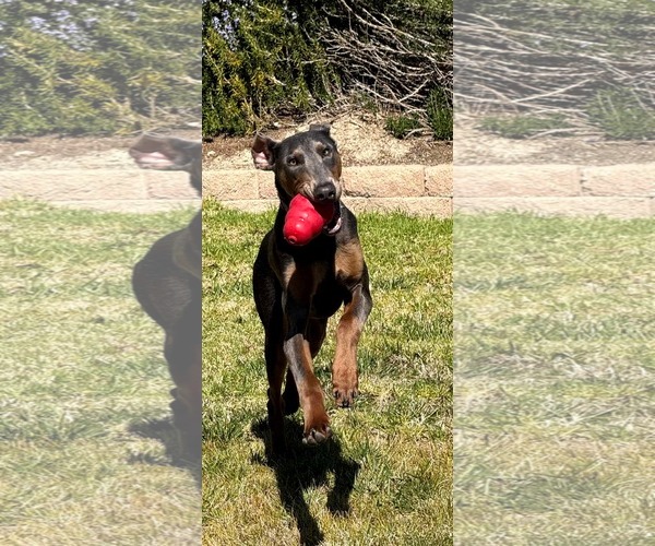 Medium Photo #8 Doberman Pinscher-Unknown Mix Puppy For Sale in Escondido, CA, USA