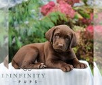 Small #2 Labrador Retriever