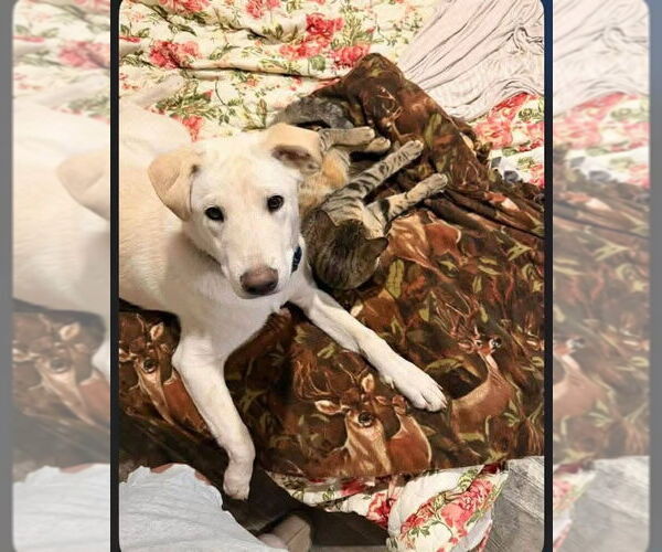 Medium Photo #2 Labrador Retriever-Unknown Mix Puppy For Sale in New London, WI, USA