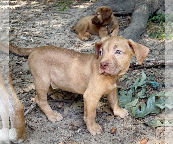 Medium Photo #3 American Staffordshire Terrier-Unknown Mix Puppy For Sale in Holly Springs, NC, USA