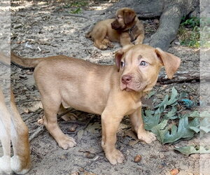 Pierre- Belles & Beau Litter - Male American Staffordshire Terrier-Unknown Mix Dog for Adoption - Photo #3